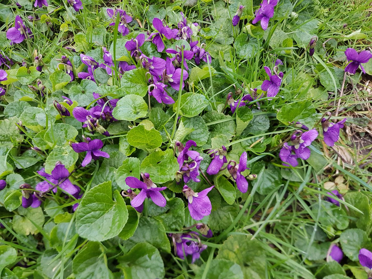 catecawley's tweet photo. In #Tudor times, aristocratic ladies used #herbs, #plants and #flowers as #beauty products. Lavender to stifle odours, #roses and #violets as perfume, celandine to lighten hair. Lead was applied to faces for a white complexion #FolkloreThursday #history https://t.co/nh3FScvGTW