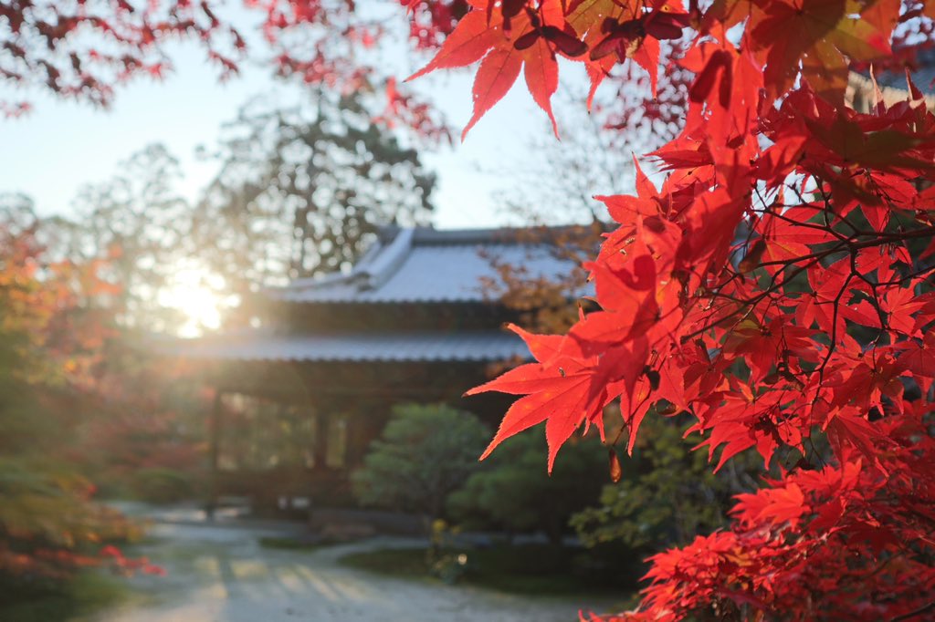 luckyoukyoto's tweet photo. 本日の永観堂と南禅寺。週末はグラデーションの紅葉が楽しめそうです。どこも検温、消毒、マスク着用。永観堂は橋の上が通行禁止で、状況によって夜間ライトアップは入場制限を行うそうです　#京都 #紅葉 #南禅寺 #永観堂 #kyoto #redleave #nanzenji #eikando #socialdistance https://t.co/5Qm3IKiJTQ