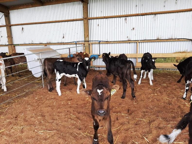 BonanzaCalf's tweet photo. During our last @CalfChat we talked about gut development and transition milk. You can read about what was discussed and the results of our polls on @farmersjournal now! #CalfChat #transitionmilk #calves 

https://t.co/FBNsbuCVtR https://t.co/C7WPN8A7bV