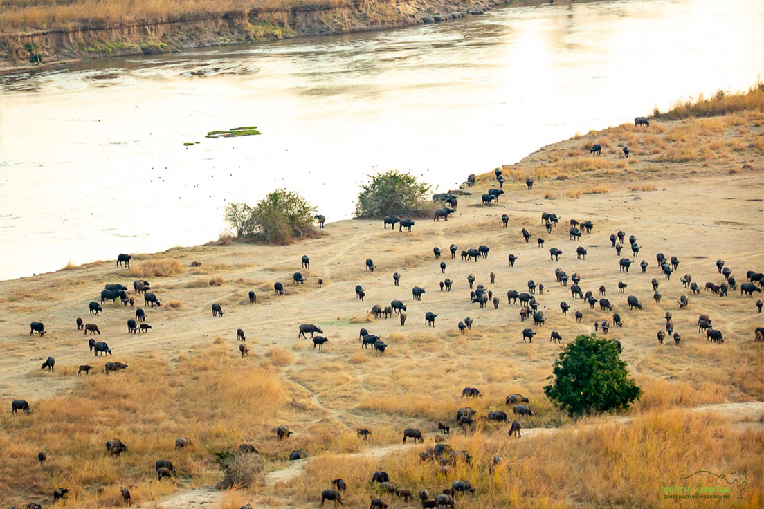north_luangwa's tweet photo. This week’s #WildView of the buffalo herds in North Luangwa National Park, which boasts some of the highest buffalo population numbers in Zambia. Now that is something worth protecting.📷by Edward Selfe Photography. https://t.co/WkmfFYBpO1