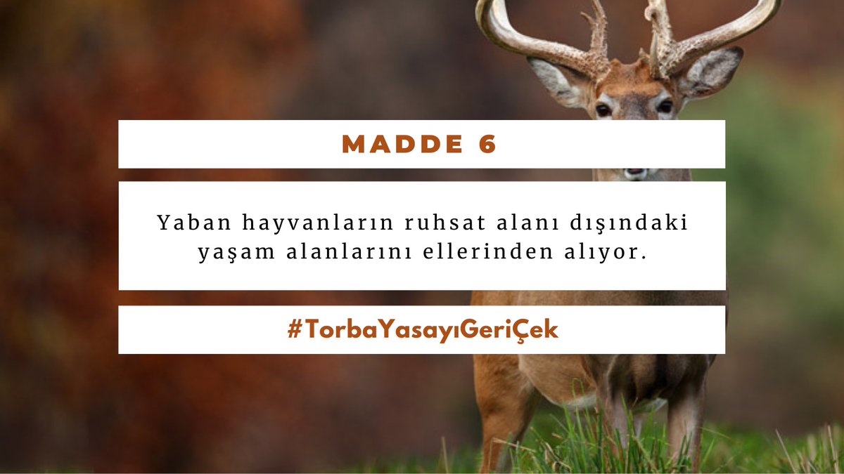 Greenpeace Ankara (@greenpeace_ank) on Twitter photo Madde 6 ruhsat alanına bitişik ormanlık alanları maden şirketlerine tahsis ediyor, yaban hayvanlarının yaşam alanlarını ellerinden alıyor! #Madde6danVazgeç #Madde6yıGeriÇek
<a href="/mehmedmus/">Dr. Mehmet Muş</a>, <a href="/M_Levent_Bulbul/">Muhammed Levent BÜLBÜL</a>, <a href="/enginozkoc/">Engin Özkoç</a>, <a href="/meraldanis/">Meral Danış Beştaş</a>, <a href="/MDervisogluTR/">Müsavat Dervişoğlu</a> Madde 6 ruhsat alanına bitişik ormanlık alanları maden şirketlerine tahsis ediyor, yaban hayvanlarının yaşam alanlarını ellerinden alıyor! #Madde6danVazgeç #Madde6yıGeriÇek
<a href="/mehmedmus/">Dr. Mehmet Muş</a>, <a href="/M_Levent_Bulbul/">Muhammed Levent BÜLBÜL</a>, <a href="/enginozkoc/">Engin Özkoç</a>, <a href="/meraldanis/">Meral Danış Beştaş</a>, <a href="/MDervisogluTR/">Müsavat Dervişoğlu</a>