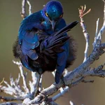 こんな完璧なポーズする鳥いる？尻尾が腕のように見える!