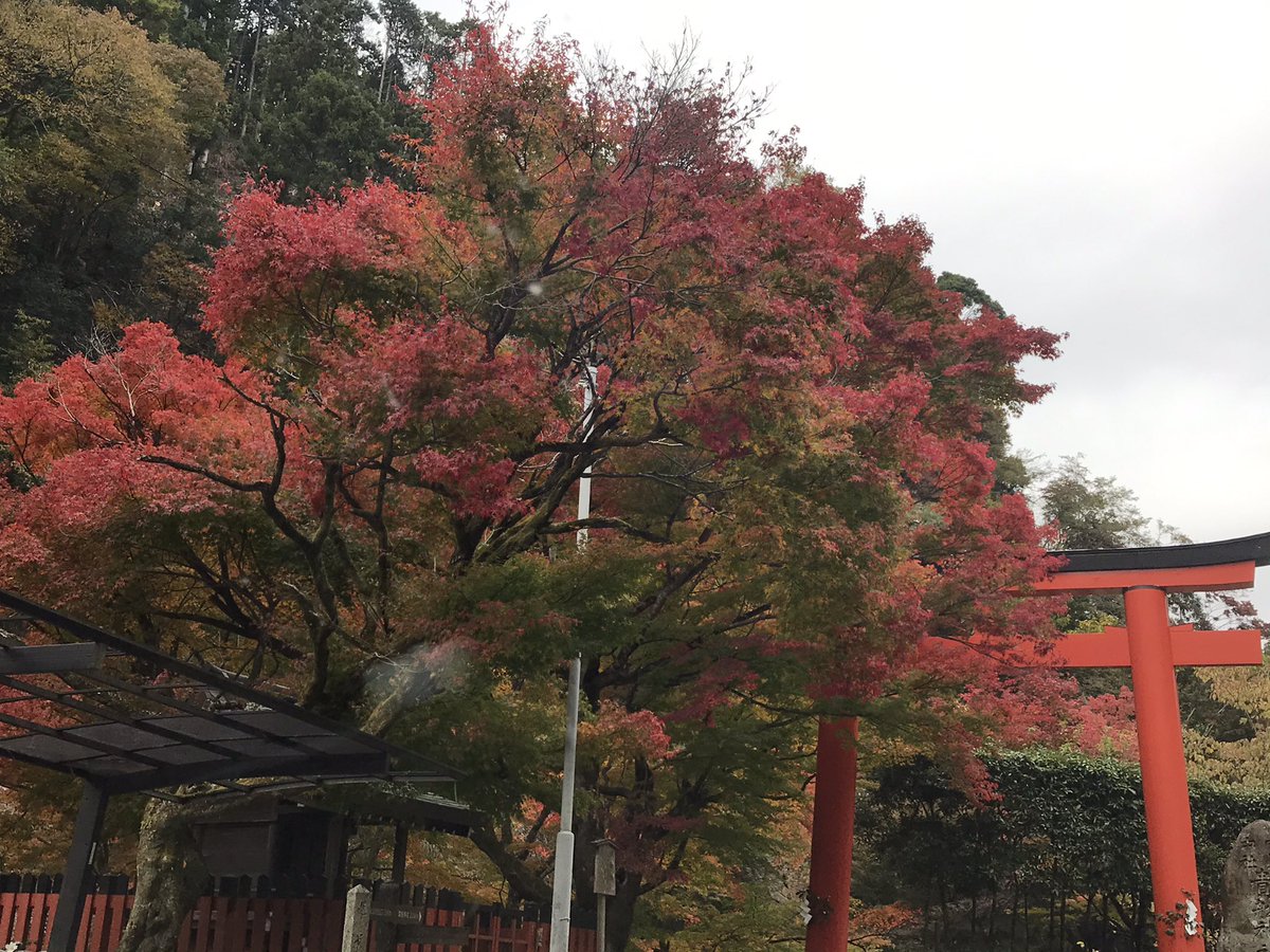 kibune_denbe's tweet photo. だんだん寒くなって来ましたね！
貴船も、とても良い感じで紅葉してきました🍁🍁🍁 https://t.co/Ra0Pc1sZwn