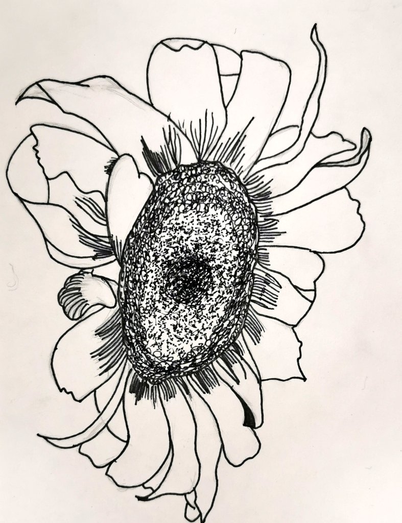 missmarshallart's tweet photo. Gorgeous sunflowers by the S2's inspired by Van Gogh 💛🌻

@BHS_ExpArts
@AlisonCormack
@1959Bath

#vangogh #sunflowers #pendrawing #s2 #thisisbrechin https://t.co/FTaUDJCaUN