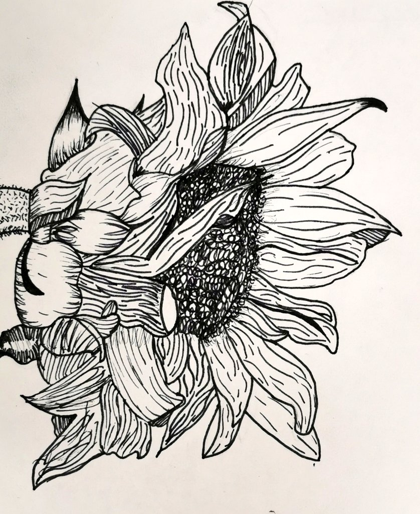 Gorgeous sunflowers by the S2's inspired by Van Gogh 💛🌻

<a href="/BHS_ExpArts/">Brechin High School Expressive Arts</a>
<a href="/AlisonCormack/">Alison Cormack</a>
<a href="/1959Bath/">Archie Bathgate</a>

#vangogh #sunflowers #pendrawing #s2 #thisisbrechin