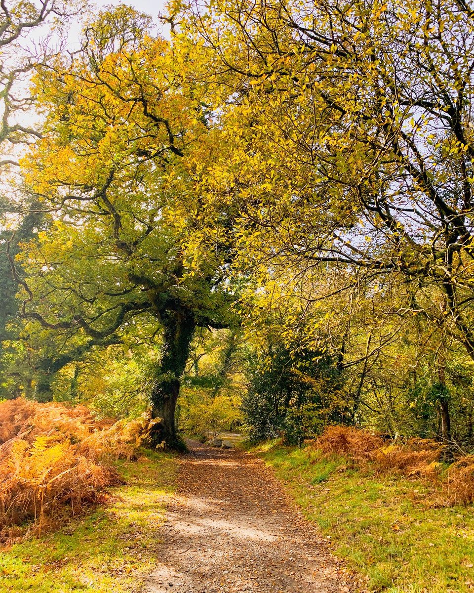 HitsCornwall's tweet photo. Wood you beleaf these colours!😍🧣🍂

#Autumn #FallingForYou #November #Cornwall #Respryn #Lanhydrock https://t.co/BDVUUJ8gdk