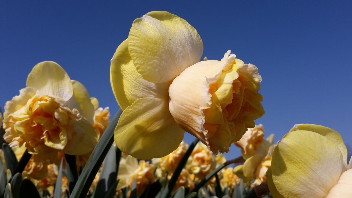 A piece of art, daffodil Art Perfume! What do you think of this variety? We would love to hear from you. #183varieties #daffodils #holland #ppennings #flowerbulbs #garden #flowerbulbs