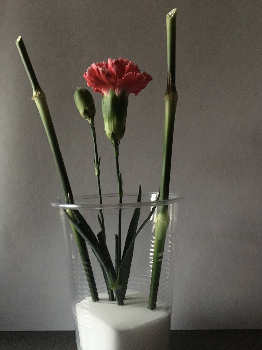CV_Caroline_'s tweet photo. お花が売っていたので初めて買いました！
せっかくなのでちょっと生花風に飾ります〜
ちゃんとお水あげてますよ
いつ蕾開くかな〜 https://t.co/dAzsZPXtsD