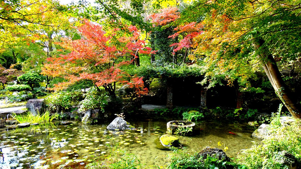 のぼるちゃん アサヒビール 大山崎山荘美術館 そうだ 大山崎へ行こう 山荘美術館の紅葉も大分色づいてきてます 京都 大山崎 大山崎山荘美術館 紅葉 アサヒビール