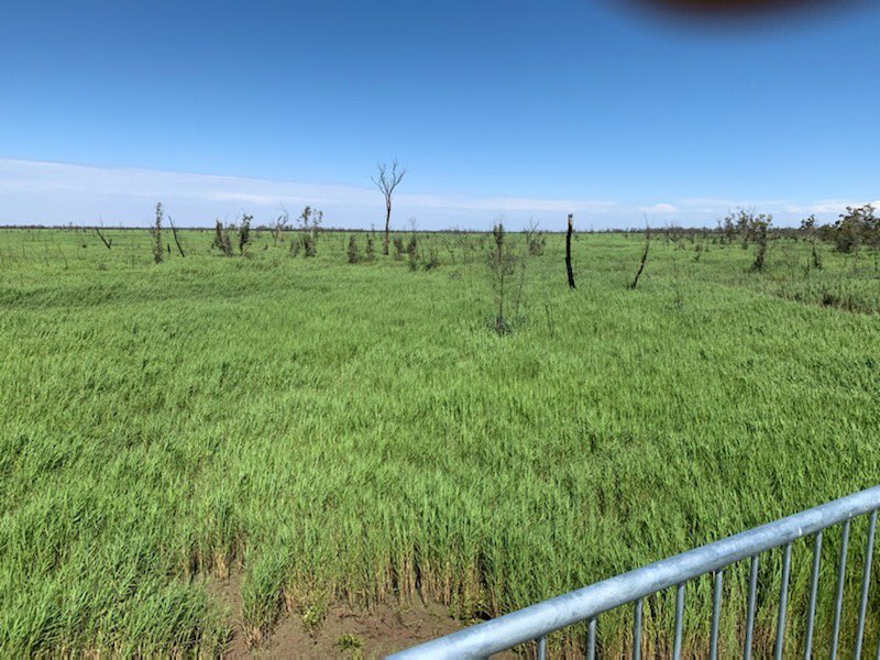 @FullCostRecover @WaterNSW @GladysB @Matt_KeanMP @melindapaveyMP @NSWNationals Northern Marsh reed bed looking very fresh last week with environmental flows doing their magic