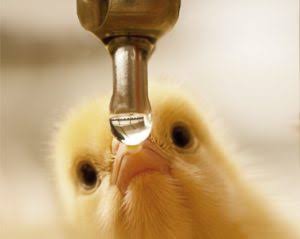 Between Water and feed, what does  needs most?While many poultry farmers will have diverse views on this question, it is important to point that while feed is the determinant of whether your birds will weigh x kg at x time. Water is the soul of poultry farming.  @Coal_City 