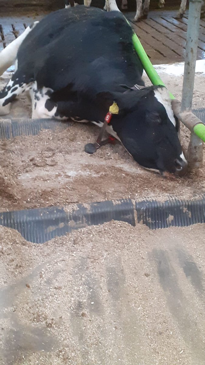 zaramorrison39's tweet photo. Is it Friday yet!? At least this lady is having a rest 😴 @wilsonagri @LelyEglish #teamdairy #cowcomfort https://t.co/91uSUf3M5L