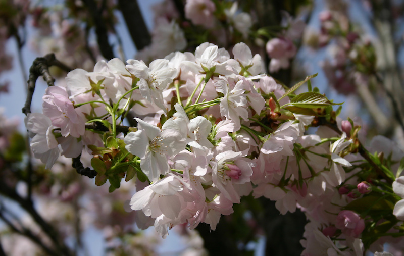 Die schönsten winterblühenden Gehölze für Ihren Garten - bauen-wohnen-aktuell.de/garten-outdoor… #Schneekirsche #WinterblühendeGehölze #Winterblüher #Zaubernuss