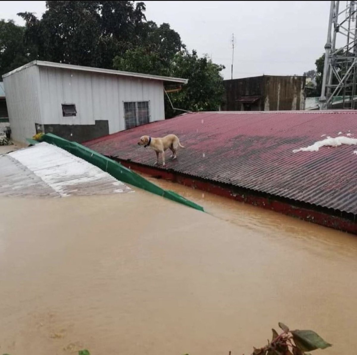 imkerwinking's tweet photo. 🚨 Pawssion Project also needs help. They do their best to care for rescued animals from horrific situations &amp; from the recent typhoons. Their shelter is badly affected too. Help us in any way you can, by donating or by sharing this. Please see last photo. Thank you 🙏🏻 #UlyssesPH https://t.co/r5qb64xxHu