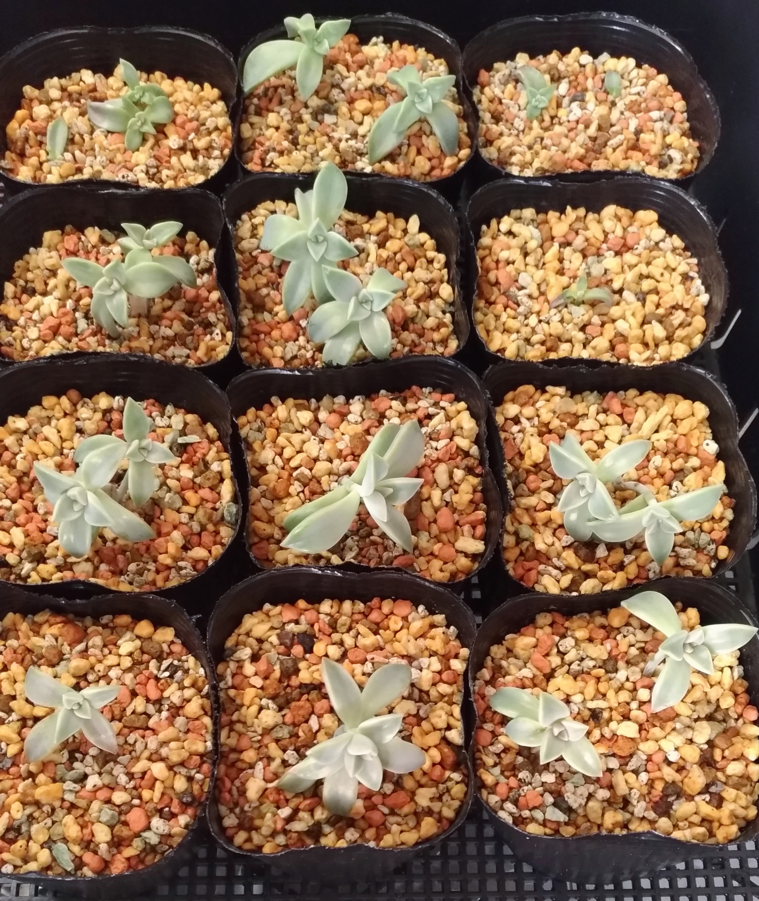 大鳥居 このホームにはネタバレがあります 軽石を鉢底に敷いて 野菜を育てられる培養土にも軽石をちょっと混ぜて鉢に盛り 根に触れる部分には慣れ親しんでいた故郷 カレー皿 の土を入れてあげました できたー 今日は一日植え替えと格闘し