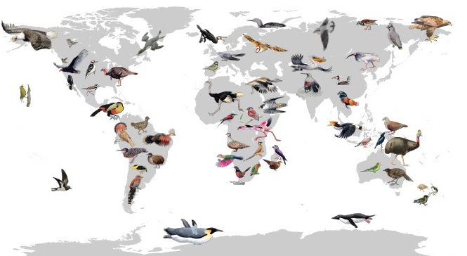 IRBioUB's tweet image. The Bird 10,000 Genome Project (B10K), an international consortium to sequence the genome of all birds worldwide
Some of the researchers @MRiutortUB  @JRozasUB @SeabirdEcology  Jacob González-Solís  @JoanFerrerObiol from @IRBioUB Images: Jon Fjeldså
ub.edu/irbio/the-ub-t…
