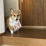 「これすごい美味しかった～」と目で訴えながらジャーキーの袋を持ち歩くコーギーのベルちゃん!可愛い!