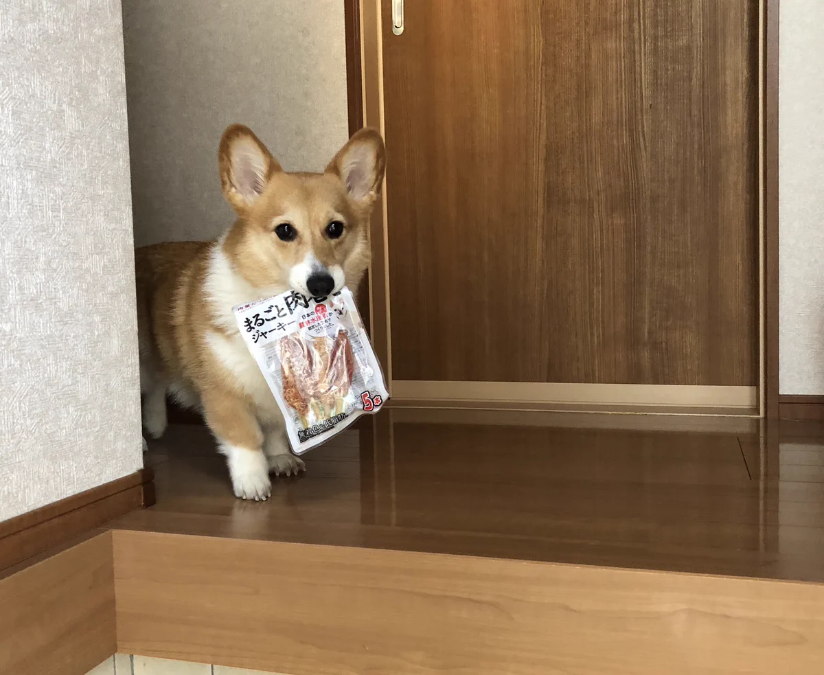 「これすごい美味しかった～」と目で訴えながらジャーキーの袋を持ち歩くコーギーのベルちゃん！可愛い！