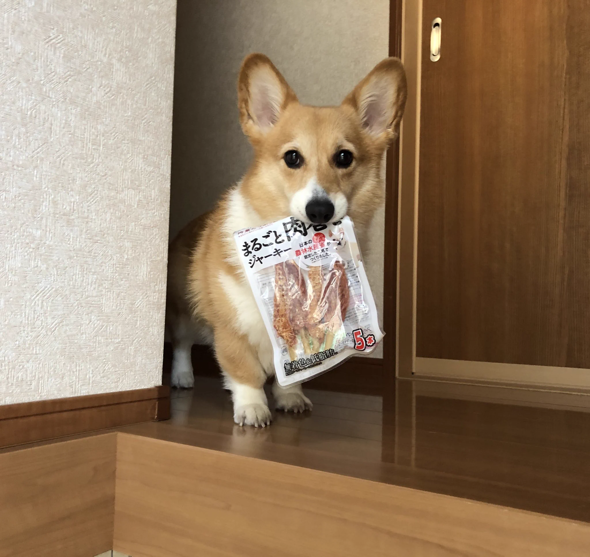 「これすごい美味しかった～」と目で訴えながらジャーキーの袋を持ち歩くコーギーのベルちゃん！可愛い！