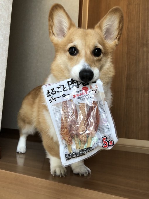 コーギー犬が これすごい美味しかった ジャーキーを持ち 目 で訴える姿が話題に どや顔が 尊い 又買ってくれい ガジェット通信 Getnews