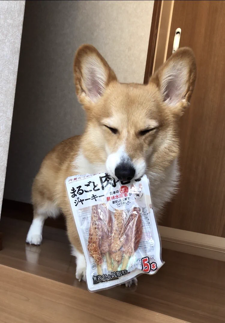 「これすごい美味しかった～」と目で訴えながらジャーキーの袋を持ち歩くコーギーのベルちゃん！可愛い！