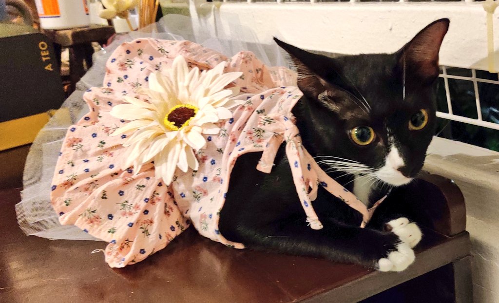 larryloh's tweet photo. One of these days, we're gonna be horribly murdered in our sleep for what we do to #HanaTheCat for our own amusement. #PinkTutu #CatsOfTheQuarantine #CatsOfTwitter #WhyAreTheyDoingThis https://t.co/KcfQUm2M71