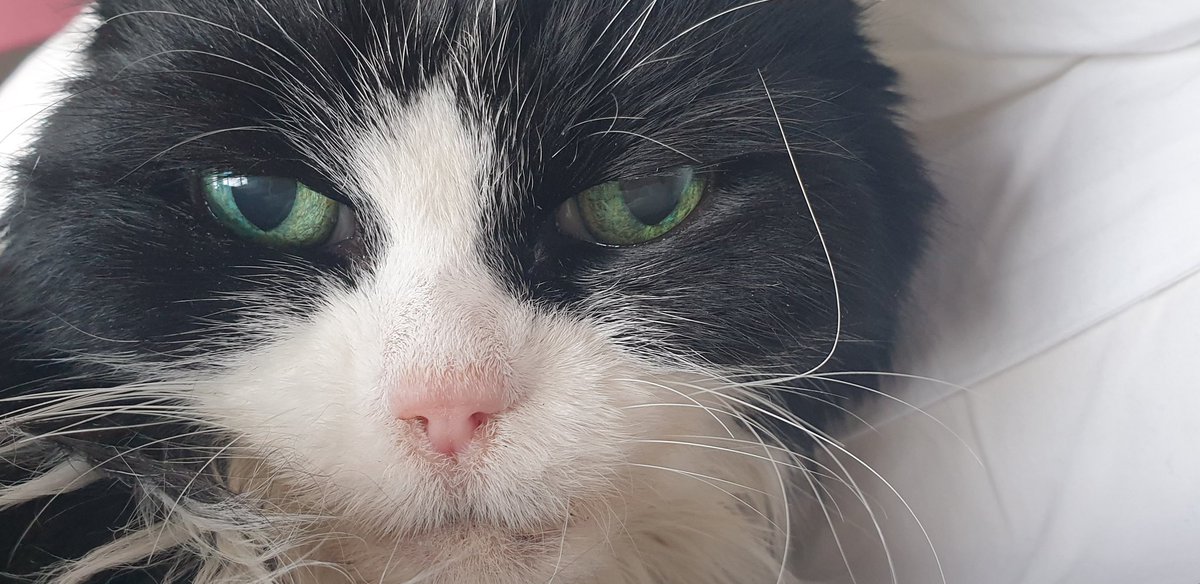 jobi2810's tweet photo. @TheStourbridge Please give my grumpy floof a boop.... it'll cheer her up! https://t.co/QeyNQbHdwm