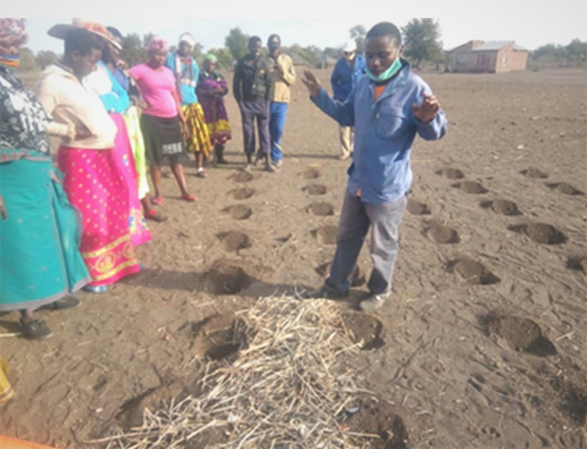 ZRBFZIM's tweet photo. In preparation for the rain season, the #ECRAS consortium led by @CAREZimbabwe is supporting 10 000 farmers in Chiredzi and Mwenezi to utilize small pieces for crop diversification and intercropping, reduce labour, and increase yield.  @UKinZimbabwe @euinzim @SwedeninZW https://t.co/9XZhmuRxFw