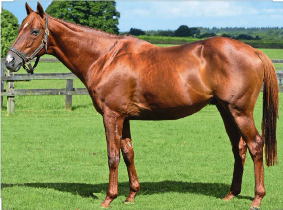 MarineVVL's tweet photo. ✨#Genmoss part désormais au Haras du Bosquet, chez Véronique Laborde & Bruno Thierry, où elle a vu le jour.
Elle sera présentée à #DoctorDino. Parmi ses meilleurs produits :
▪️Golden Legend (Coupe de ML)
▪️Master Dino (Cambacérès, Renaud du vivier)
▪️Docteur de Ballon (GSCP 20) https://t.co/gSNQyw0hvp