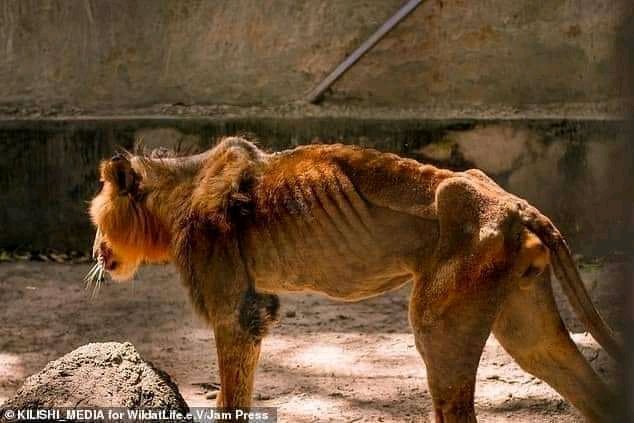 TheDewale's tweet photo. If our WICKED Political Leaders can steal, hoard and hide ordinary Indomie, what hope do animals in the zoo have? π€·ββ Well, π³π¬ itself as a country is a ZOO Nation. π
ASUU The Nigerian Army Zamfara Shekau
#ForUChallenge #VeteransDay https://t.co/1yyZrCKR4x