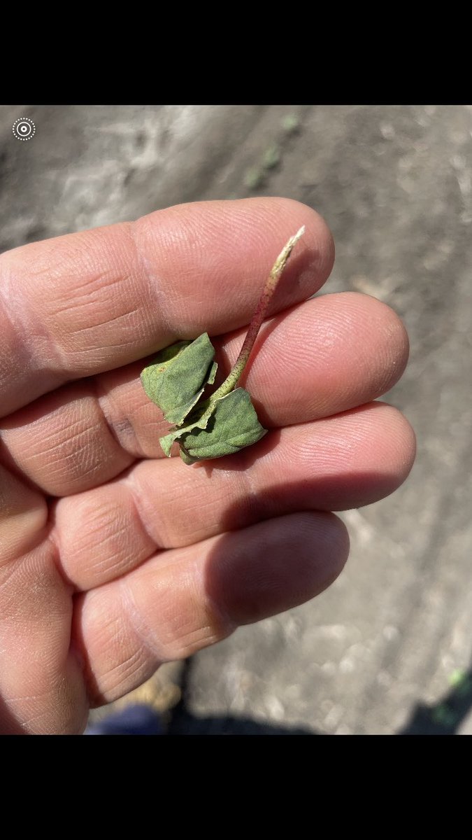 Corey Hart tweet media