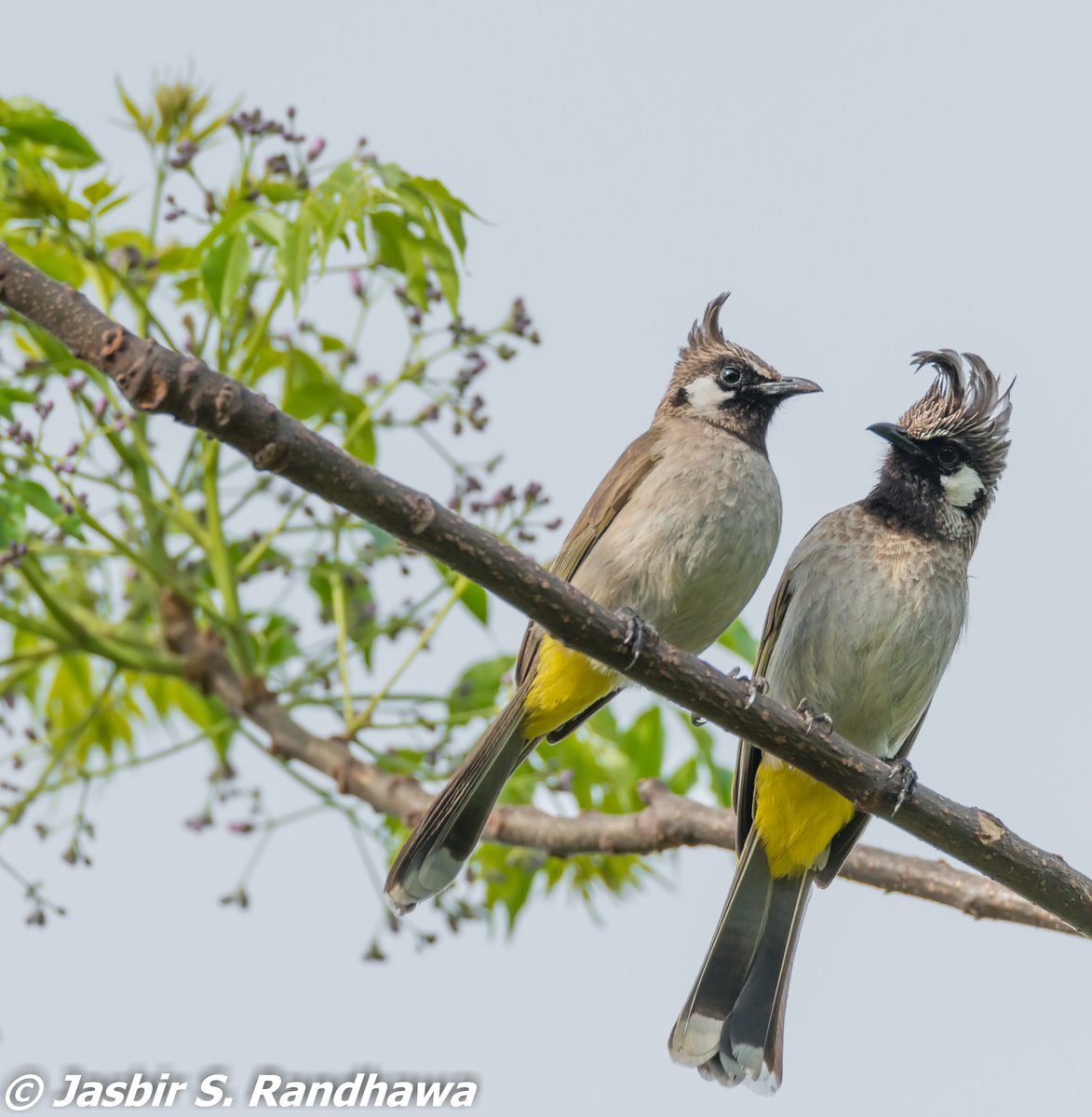 jasbirsrandhawa's tweet photo. Himalayan Bulbuls &amp; Red-whiskered Bulbul

#Crests #PunkBirds #ABCofBirding #IndiAves @IndiAves @goldsant @Avibase @orientbirdclub @Team_eBird @birdcountindia @MacaulayLibrary @BirdLife_Asia https://t.co/WvpY9MQchE