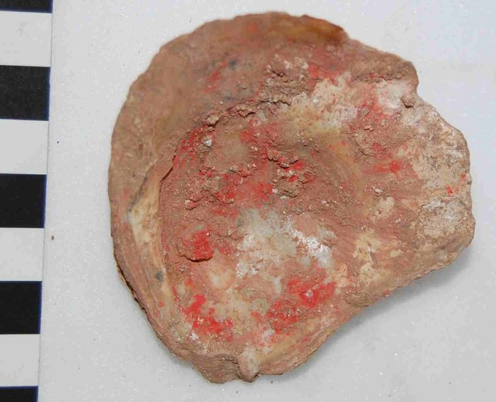 10/15 The 16th century now and a seemingly dull oyster shell  @bristolmuseum…excavated from the moat at Acton Court, Glos, it contains preserved red pigment and was probably a palette used to prepare a wall painting ahead of a 1535 visit by Henry VIII and Anne Boleyn.  #SMACon2020