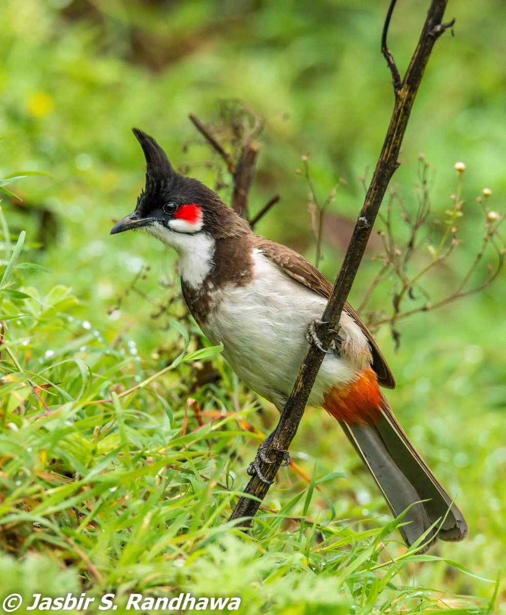 jasbirsrandhawa's tweet photo. Himalayan Bulbuls &amp; Red-whiskered Bulbul

#Crests #PunkBirds #ABCofBirding #IndiAves @IndiAves @goldsant @Avibase @orientbirdclub @Team_eBird @birdcountindia @MacaulayLibrary @BirdLife_Asia https://t.co/WvpY9MQchE