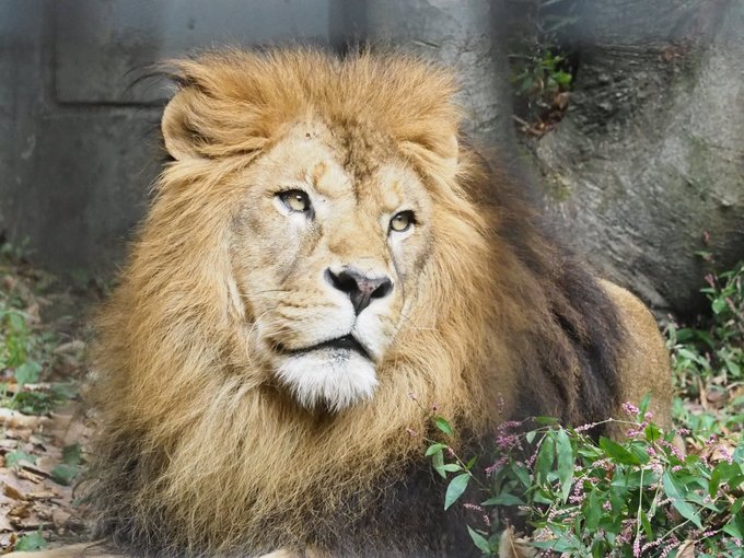 ライオン 高画質 のtwitterイラスト検索結果