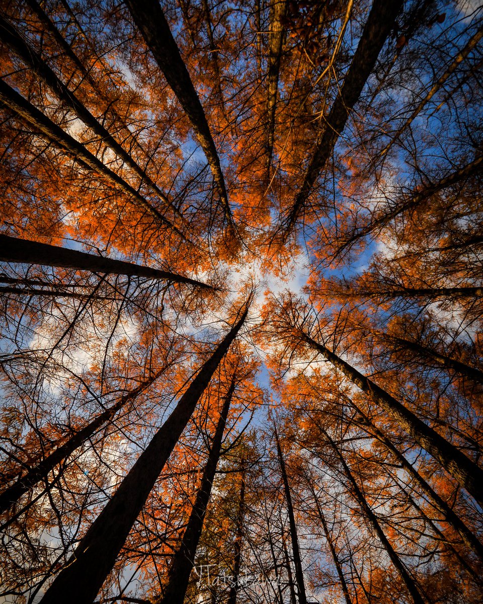 Y Tatsukawa Photography カラマツ林で見上げてみた 北海道 留萌市 カラマツ 紅葉 Nature