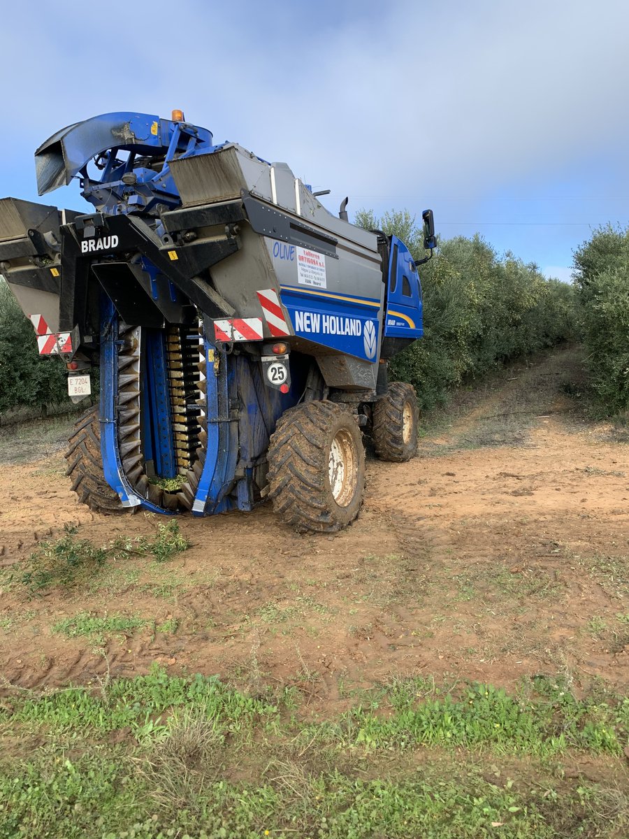 sensonomic's tweet photo. Our developer Alex and product manager @MatildeSlotte have been out in the olive groves observing the harvest with @Innoliva #Oliveoil #Harvest #Superhighdensity https://t.co/zbiXB8D2Ko