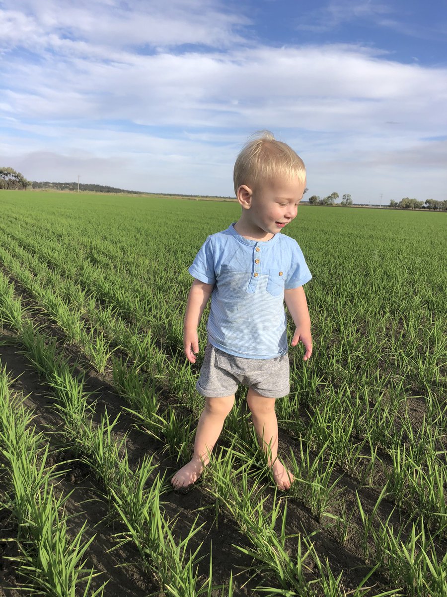 James Mann (@jimmymann29) on Twitter photo Late afternoon walk in a Doongara field with the young fella. Didn’t mind going bare foot at all. <a href="/RiceExtension/">Rice Extension</a> <a href="/YPCAgronomy/">YPC Agronomy</a> Late afternoon walk in a Doongara field with the young fella. Didn’t mind going bare foot at all. <a href="/RiceExtension/">Rice Extension</a> <a href="/YPCAgronomy/">YPC Agronomy</a>