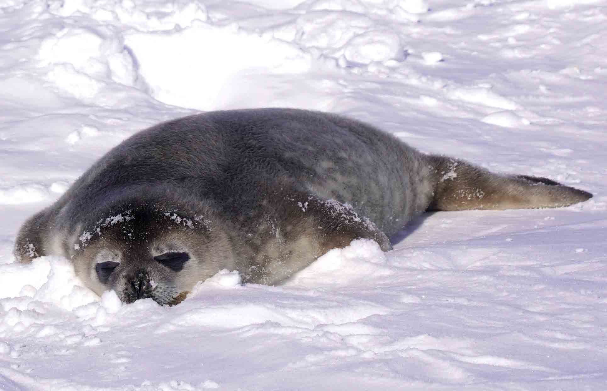 中山由美 くて っと たれぱんだを思い出すウェッデルアザラシの赤ちゃん 南極 T Co Yjqkinbl0a Twitter