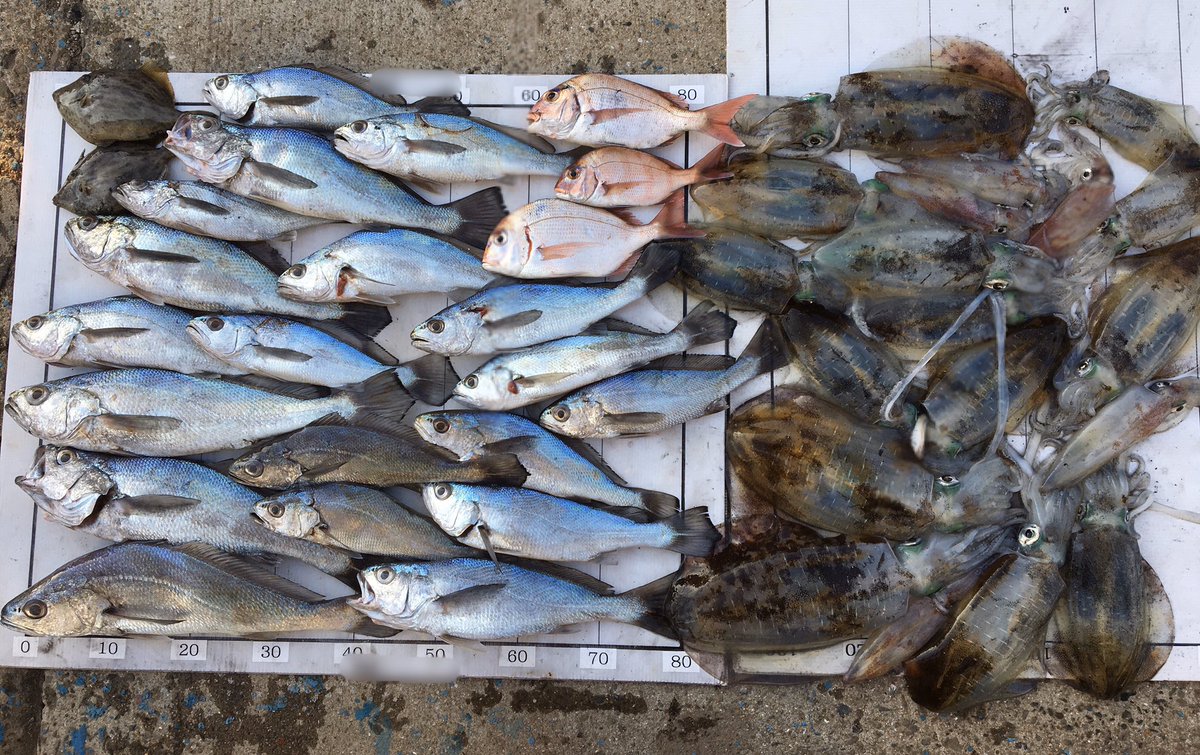 平地正憲 11 12 二人で出船 朝はクログチ狙いでええ感じに来てくれました その後アオリも好調でしたが ハゲがもひとつ 次回頑張ります 仕掛けの改良点もみえたので また作り直しします 今日もありがとうございました 釣り 船 船釣り アオリイカ