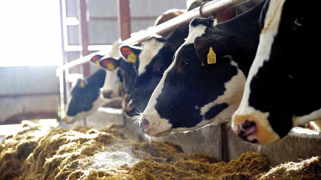 Orion Farming Group tweet media