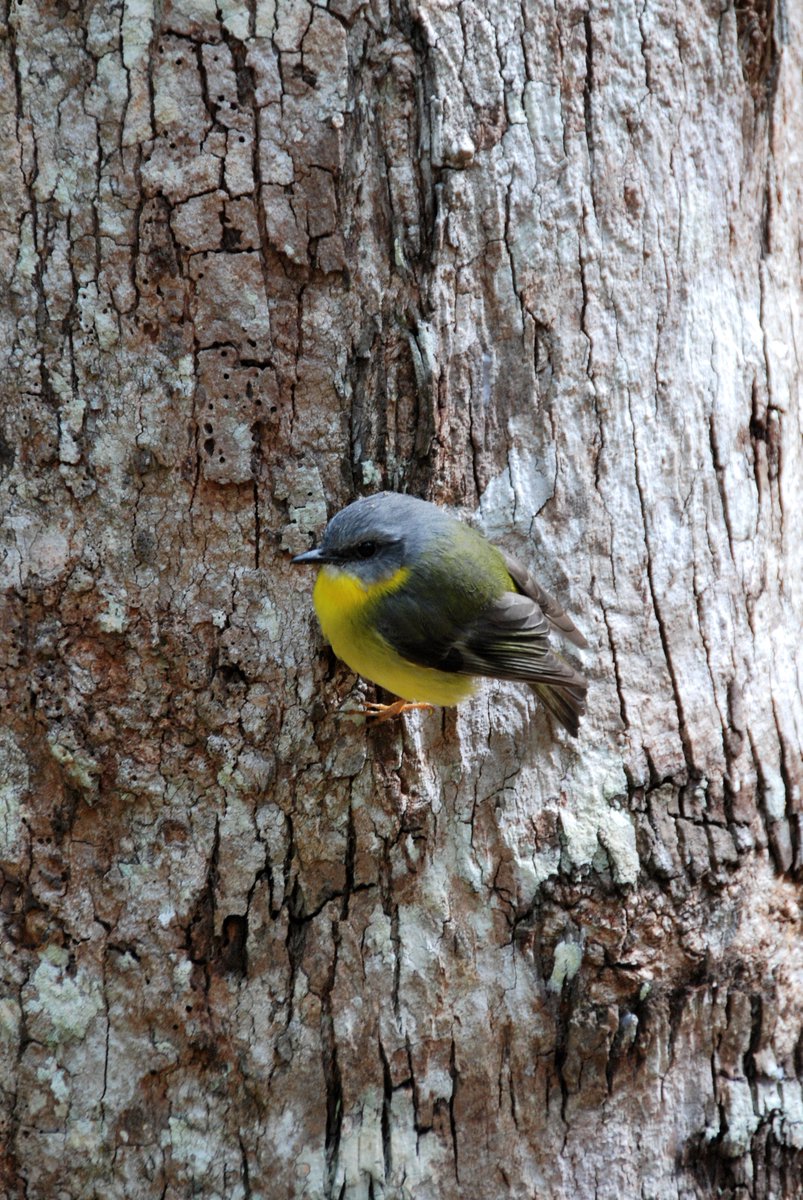 scape366's tweet photo. #scape366.com 318 - The forests of #kgari (#fraserisland) make great homes for a small #bird like this one, clinging to a #tree near #lakeallom. This #easternyellowrobin (#eopsaltriaaustralis) is bright, managing to simultaneously #standout and blend in #naturescape https://t.co/uj3umxGXa3