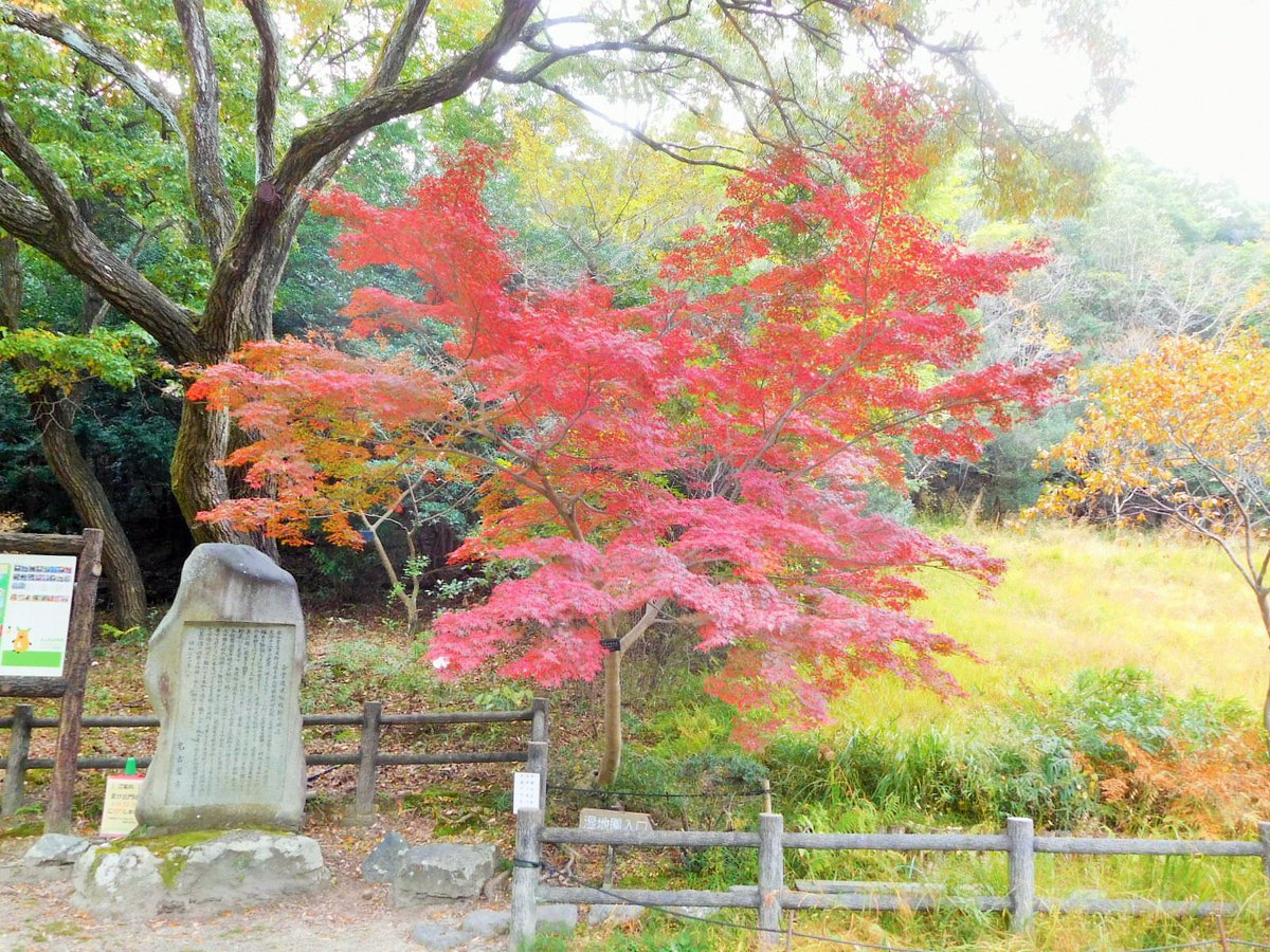 名古屋市東山動植物園 Sur Twitter 11月12日 木 湿地園の横のイロハモミジが鮮やかな赤に この木は毎年色付きが早いんですです ちょっとせっかちなモミジさん 植物園に来たら探してみてね 東山動植物園 紅葉 ズーボのもみじ予報