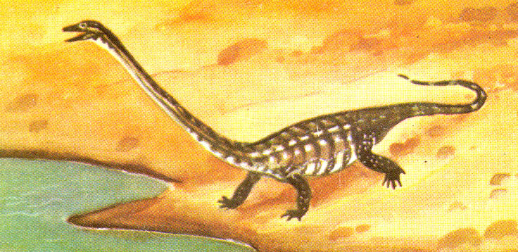 Ranaroth2's tweet photo. Tanystropheus. Middle Triassic to Late Triassic, 245–228 million years. Aquatic or semi-aquatic reptile. Art by Maurice Wilson. #cigarettecard #MauriceWilson #Tanystropheus #reptile https://t.co/OZZgVWbTmA
