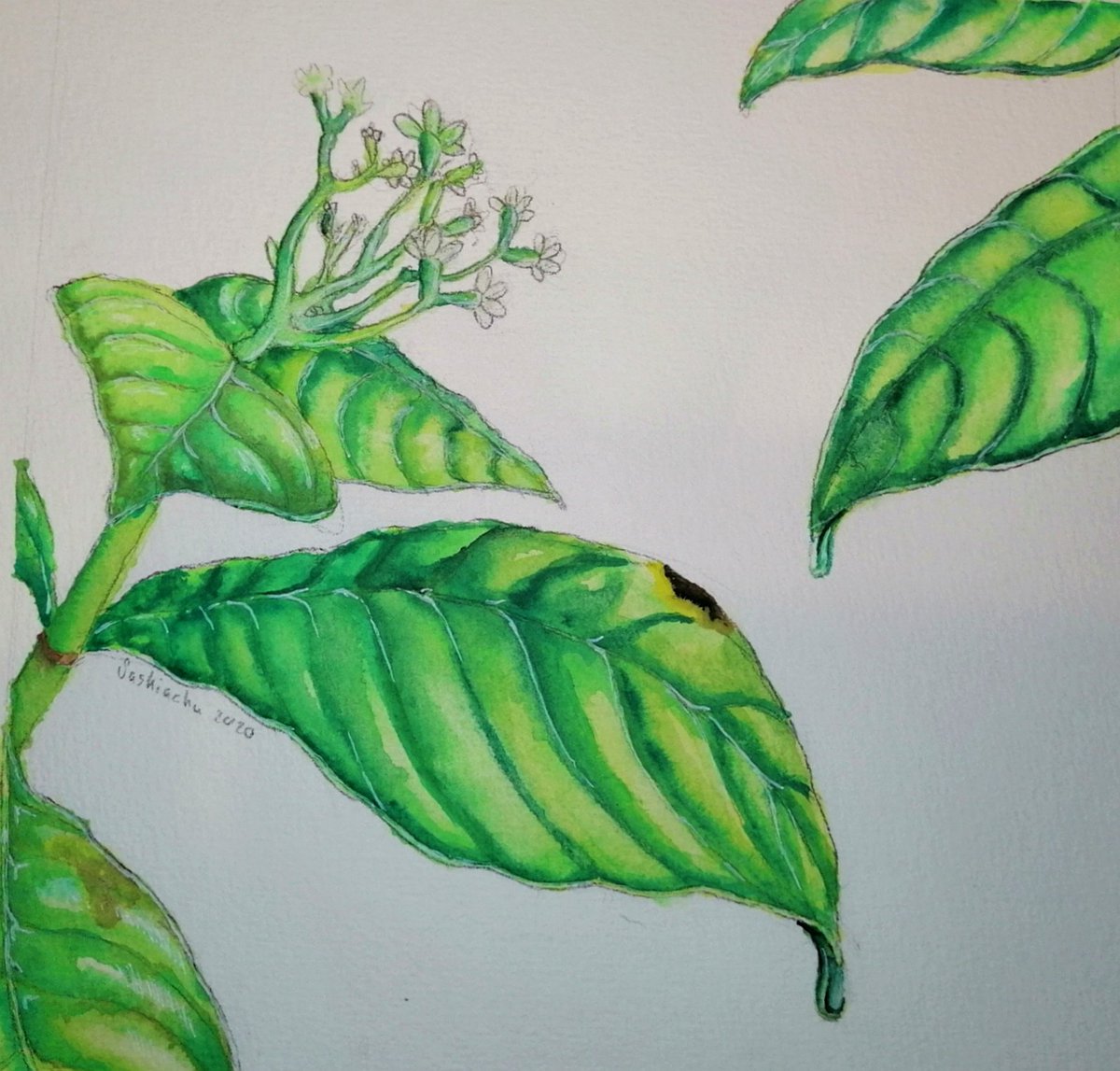 chu_saskia's tweet photo. Psychotria nervosa, "wild coffee"
#botanic #botanicstudy #psychotria https://t.co/vj4AGbgMWB