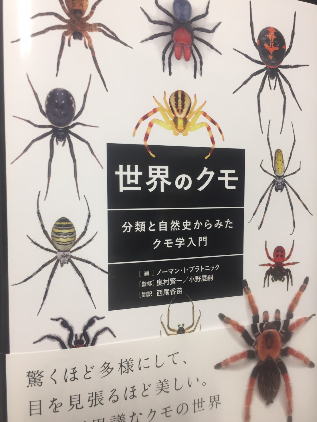 Sasagani Ya 世界のクモ 分類と自然史からみたクモ学入門 Platnicki博士らのご著書の和訳版 クモ類の分類と自然史を美麗な写真と共に紹介する入門書 興奮ポイント P152 カラカラグモ科 に掲載されている生態写真は 角張った腹部および歩脚毛列