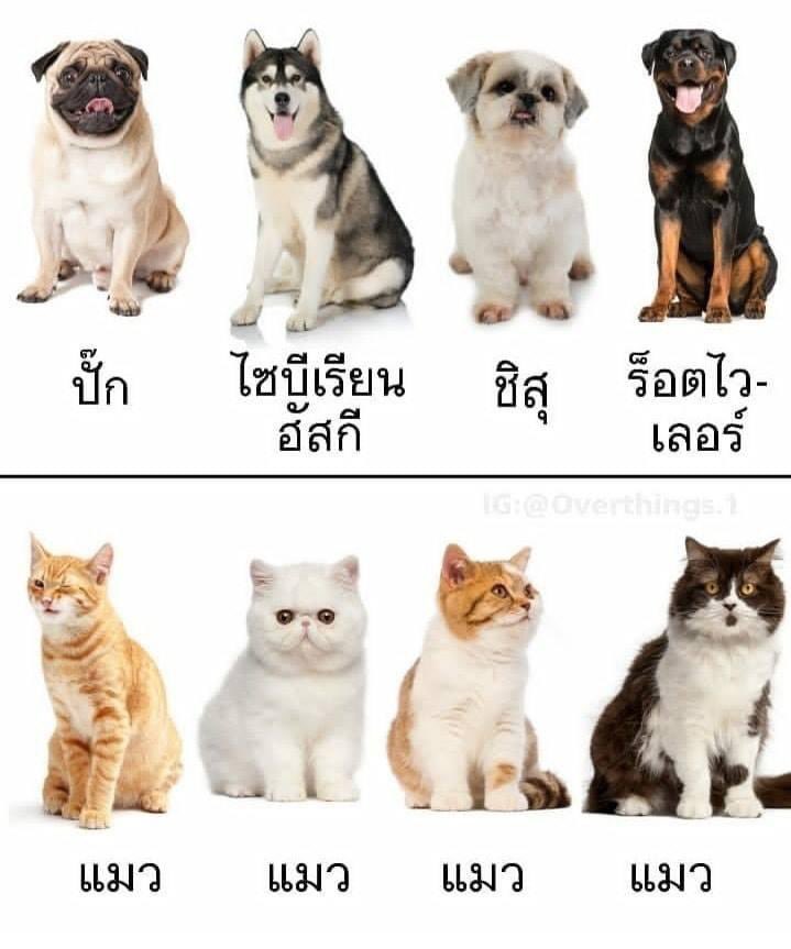 🦊🦊 ชิบะของน้องแชง 🦊🦊 tweet media