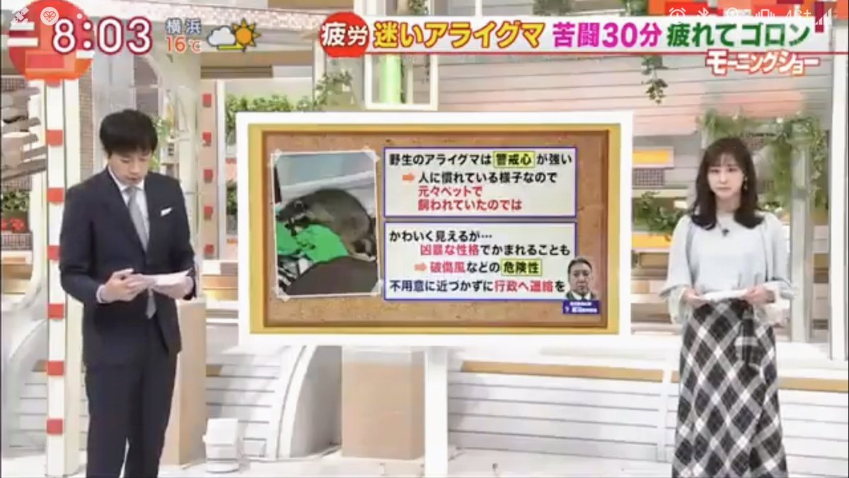 ট ইট র Nrd48 斎藤ちはるアナ推し 木曜朝のちーちゃん その2 斎藤ちはる ちーちゃん テレビ朝日 テレ朝 アナウンサー 女子アナ アライグマ 無防備 羽鳥慎一モーニングショー モーニングショー