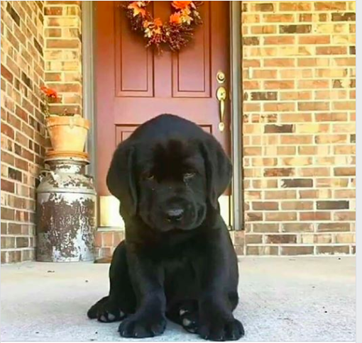 PetRegards's tweet photo. Will You Visit My Website?  I would love to hear from you.
#Pet #pets 
https://t.co/oghCAkHyFP https://t.co/y9LcPfMPcH