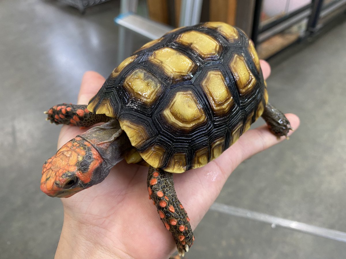 ブラジリアンドワーフチェリーヘッドアカアシガメ ブラジリアンドワーフチェリーヘッドアカアシガメ